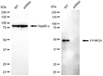 PIP4K2A Antibody in Western Blot (WB)