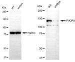 PIK3R4 Antibody in Western Blot (WB)