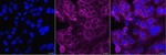 PIK3C2A Monoclonal Antibody (24GB14050)