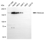 PIK3C2A Antibody in Western Blot (WB)