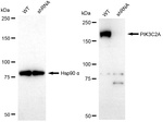PIK3C2A Antibody in Western Blot (WB)
