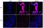 PGP9.5 Antibody in Immunocytochemistry (ICC/IF)