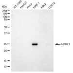 PGP9.5 Antibody in Western Blot (WB)