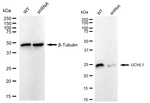 PGP9.5 Antibody in Western Blot (WB)