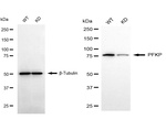 PFKP Antibody in Western Blot (WB)