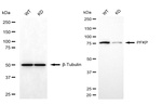 PFKP Antibody in Western Blot (WB)