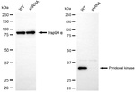 PDXK Antibody in Western Blot (WB)