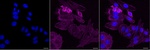 PDLIM7 Antibody in Immunocytochemistry (ICC/IF)