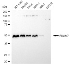 PDLIM7 Antibody in Western Blot (WB)