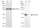 PDLIM7 Antibody in Western Blot (WB)