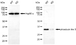PDCL3 Antibody in Western Blot (WB)