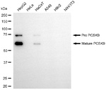 PCSK9 Antibody in Western Blot (WB)