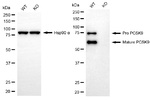 PCSK9 Antibody in Western Blot (WB)