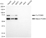PCSK9 Antibody in Western Blot (WB)