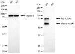 PCSK9 Antibody in Western Blot (WB)