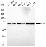 PCCA Antibody in Western Blot (WB)
