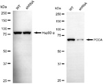 PCCA Antibody in Western Blot (WB)