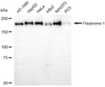 PBRM1 Recombinant Rabbit Monoclonal Antibody (25GB3605)