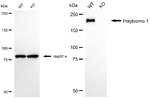 PBRM1 Antibody in Western Blot (WB)