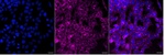 PASK Monoclonal Antibody (25GB5055)