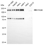 PASK Antibody in Western Blot (WB)