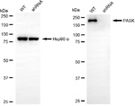 PASK Antibody in Western Blot (WB)