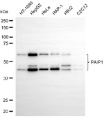 PAIP1 Antibody in Western Blot (WB)