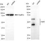 PAIP1 Antibody in Western Blot (WB)