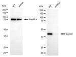 PAICS Antibody in Western Blot (WB)