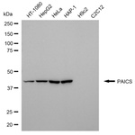 PAICS Monoclonal Antibody (24GB13210)