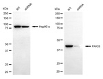 PAICS Antibody in Western Blot (WB)
