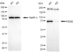 PADI2 Antibody in Western Blot (WB)