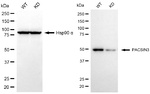 PACSIN3 Antibody in Western Blot (WB)