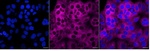 PACSIN3 Monoclonal Antibody (25GB505)