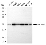 PACSIN3 Antibody in Western Blot (WB)