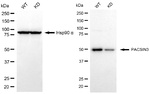 PACSIN3 Antibody in Western Blot (WB)