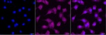 p70 S6 Kinase Recombinant Rabbit Monoclonal Antibody (25GB2615)