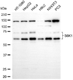 p70 S6 Kinase Antibody in Western Blot (WB)