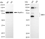 p70 S6 Kinase Antibody in Western Blot (WB)