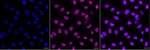 p53DINP1 Recombinant Rabbit Monoclonal Antibody (25GB2710)