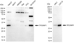 p53DINP1 Antibody in Western Blot (WB)