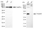p53DINP1 Antibody in Western Blot (WB)