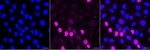 p21 Antibody in Immunocytochemistry (ICC/IF)