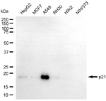 p21 Antibody in Western Blot (WB)