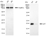 p21 Antibody in Western Blot (WB)