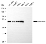 Optineurin Antibody in Western Blot (WB)