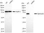 Optineurin Antibody in Western Blot (WB)