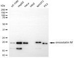 Oncostatin M Antibody in Western Blot (WB)