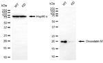 Oncostatin M Antibody in Western Blot (WB)