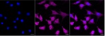 OGT Recombinant Rabbit Monoclonal Antibody (25GB2185)